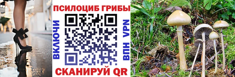 Псилоцибиновые грибы Psilocybine cubensis  Давлеканово 